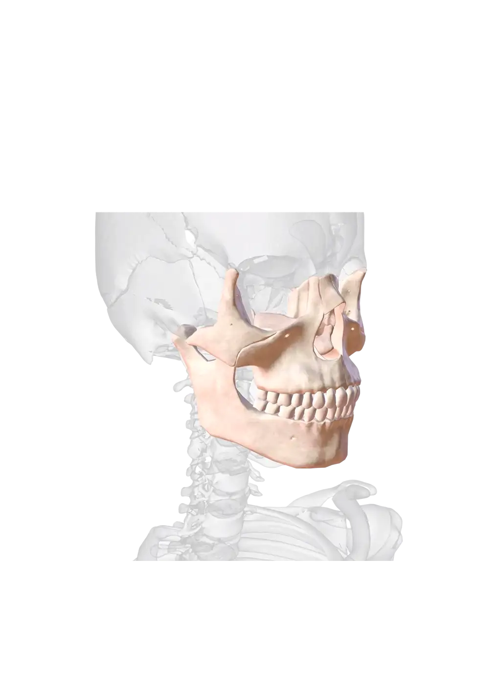 enxerto osseo rio do sul